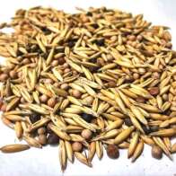 Семена трав "Вико-ржаная смесь" 500 гр